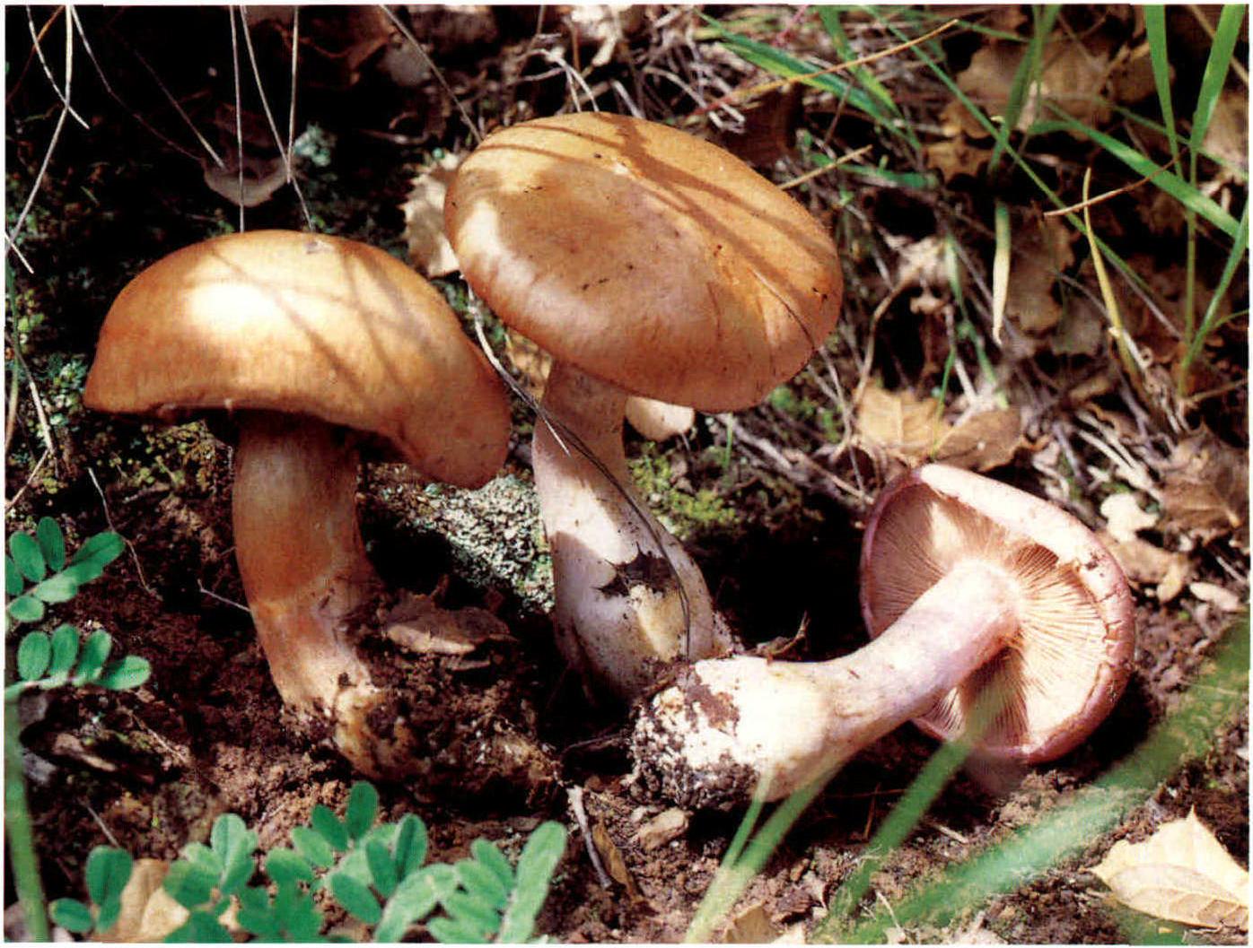 Cortinarius largus Fr.